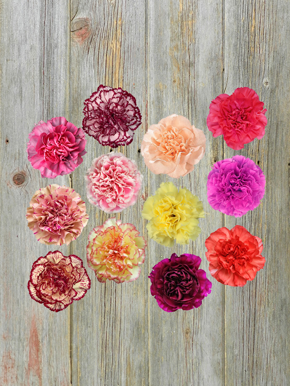 NOVELTY CARNATIONS